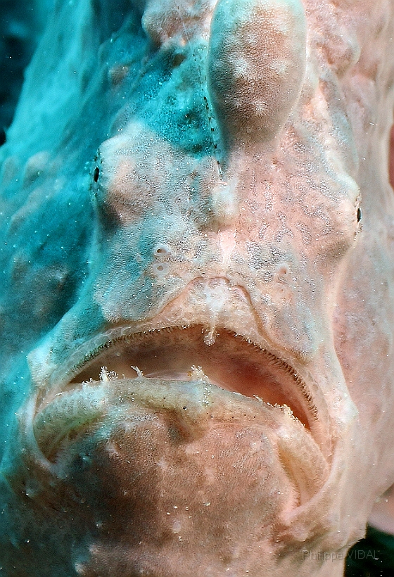 Sipadan_2015_Poisson grenouille_Antennaire geant_Antennarius commerson_IMG_3154_rc.jpg